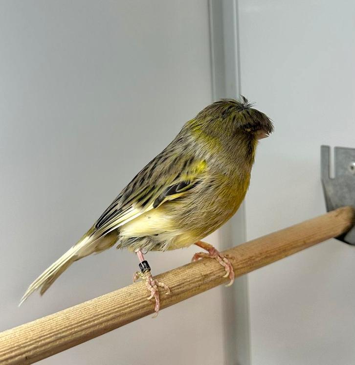 Gloster kanaries, Dieren en Toebehoren, Vogels | Kanaries, Kleurkanarie, Meerdere dieren