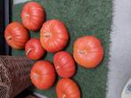 Eetbaare  pompoenen   zeer lekker  voor soepen en sauzen, Diversen, Ophalen of Verzenden