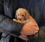 Toy poedel puppy (reutje) 9 weken, Dieren en Toebehoren, Honden | Chihuahua's en Gezelschapshonden, Poedel, Parvo, Reu, 8 tot 15 weken