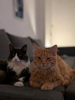 Prachtige Maine Coon Mix kittens, Dieren en Toebehoren, Katten en Kittens | Raskatten | Langhaar, Meerdere dieren