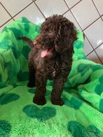 Schitterende donker choko koningspoedel pups, Dieren en Toebehoren, Honden | Chihuahua's en Gezelschapshonden, Poedel, Particulier