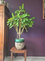 Madagascar Jewel - Euphorbia leuconeura, Ophalen, 100 tot 150 cm, Overige soorten, Halfschaduw