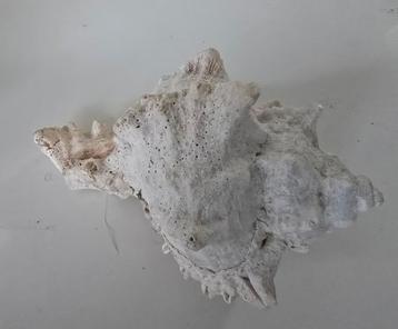 Pasific Murex Ramosus zee schelp 13 cm beschikbaar voor biedingen