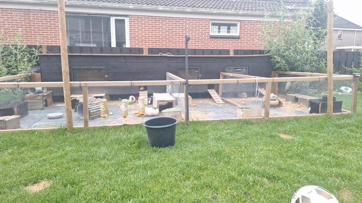 Plek voor cavia zeugjes, Dieren en Toebehoren, Knaagdieren, Meerdere dieren, Cavia, Juli