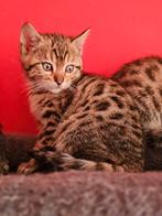 Bengaal kittens mogen na 15 november verhuizen ., Dieren en Toebehoren, Meerdere dieren, Ontwormd, 0 tot 2 jaar