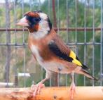 Gezocht: Putter Pop (Parva), Dieren en Toebehoren, Vogels | Overige Vogels, Vrouwelijk, Wildzangvogel