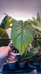 Philodendron sp Colombia, Huis en Inrichting, Ophalen of Verzenden