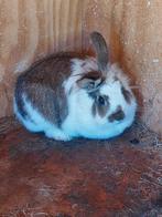 Voskonijn x Lotharinger te koop, Dieren en Toebehoren, Vrouwelijk, Middelgroot, 0 tot 2 jaar