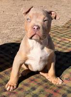 XL American Bully puppy for sale, Overige rassen, 8 tot 15 weken, Parvo, Meerdere