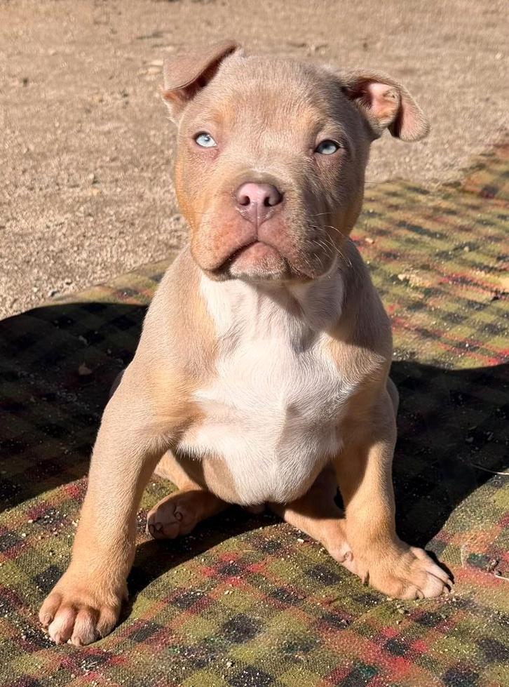 XL American Bully puppy for sale, Dieren en Toebehoren, Honden | Bulldogs, Pinschers en Molossers, Meerdere dieren, Overige rassen
