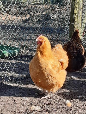 orpington broedeieren beschikbaar voor biedingen