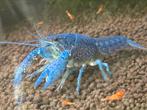 Super mooie blauwe florida kreeft, Dieren en Toebehoren, Vissen | Aquariumvissen, Kreeft, Krab of Garnaal