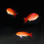Nieuwe Zeeaquarium Vissen - Anthias, Clownvis, Lipvissen.., Dieren en Toebehoren, Vissen | Aquariumvissen, Vis, Zoutwatervis
