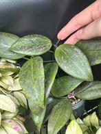 Hoya wibergiae, Huis en Inrichting, Ophalen of Verzenden, Halfschaduw, Minder dan 100 cm