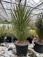 Winterharde Yucca filifera - Prachtige palmlelie, Volle zon, Vaste plant, Zomer, Ophalen