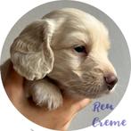 Teckelpups; crème, shaded & dark & crème, 8 tot 15 weken, Dwerg, Langhaar, CDV (hondenziekte)