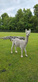 Boris- witte alpaca hengst, Dieren en Toebehoren, Overige Dieren, Mannelijk, Voor 1 juli 2024