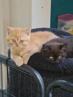 Britse korthaar kittens, Dieren en Toebehoren, Katten en Kittens | Raskatten | Korthaar, Meerdere dieren, Gechipt