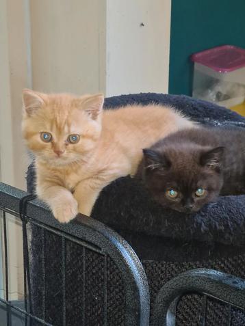 Britse korthaar kittens  beschikbaar voor biedingen