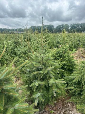 Kerstbomen Picea Omorika beschikbaar voor biedingen