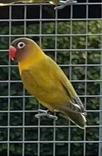 Personata, Dieren en Toebehoren, Geslacht onbekend, Dwergpapegaai of Agapornis, Geringd