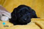 Leuke kruising labradoodle pups, medium., Nederland, Overige rassen, 8 tot 15 weken, CDV (hondenziekte)