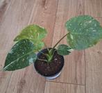 Monstera thai constellation, Ophalen of Verzenden, Overige soorten, Minder dan 100 cm