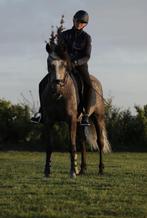 Talentvolle E-pony, Dieren en Toebehoren, Pony's, Ruin, E pony (1.48m - 1.57m), Gechipt, 3 tot 6 jaar