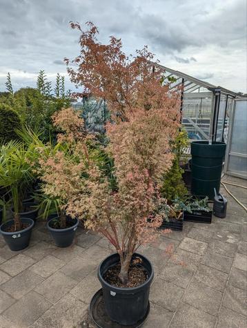 Grote Acer Palmatum Butterfly Japanse Esdoorn 175/200 beschikbaar voor biedingen