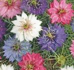 Zaden Juffertje in het groen mix - Nigella Persian jewels, Verzenden, Voorjaar, Volle zon, Zaad