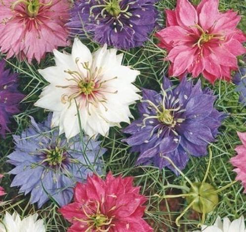 Zaden Juffertje in het groen mix - Nigella Persian jewels, Tuin en Terras, Bloembollen en Zaden, Zaad, Voorjaar, Volle zon, Verzenden