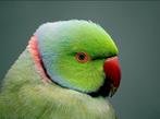 GEZOCHT Halsband, Dieren en Toebehoren, Vogels | Parkieten en Papegaaien, Mannelijk, Parkiet