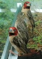 Roodkop wevers diverse koppels 2025, Meerdere dieren