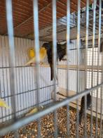 Diverse kanaries, Meerdere dieren, Kleurkanarie