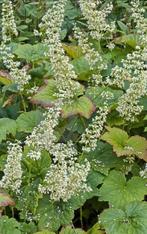 Heuchera v maccor 'chantilly', Volle zon, Vaste plant, Zomer, Ophalen