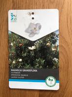 Bladhoudende magnolia, 3 planten, Tuin en Terras, Ophalen, Zomer, Overige soorten