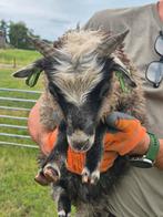 Jonge Skudde ram, Dieren en Toebehoren, Schapen, Geiten en Varkens, Mannelijk, Schaap