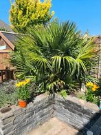 Grote Palmbomen – 3 stuks – Zelf uitgraven & ophalen, Tuin en Terras, Planten | Bomen, Ophalen, Volle zon, Palmboom, 100 tot 250 cm