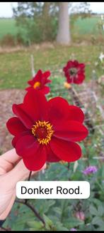 Dahlia Knollen - Prachtige Donkerrode Bloemen!, Ophalen of Verzenden