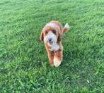 Australian Labradoodle (Teefje), Dieren en Toebehoren, Honden | Retrievers, Spaniëls en Waterhonden, Nederland, Rabiës (hondsdolheid)