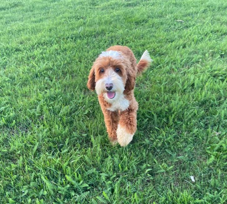 Australian Labradoodle (Teefje), Dieren en Toebehoren, Honden | Retrievers, Spaniëls en Waterhonden, Teef, Overige rassen, Fokker | Professioneel