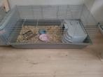 2 cavia's met kooi en toebehoren, Mannelijk, Cavia