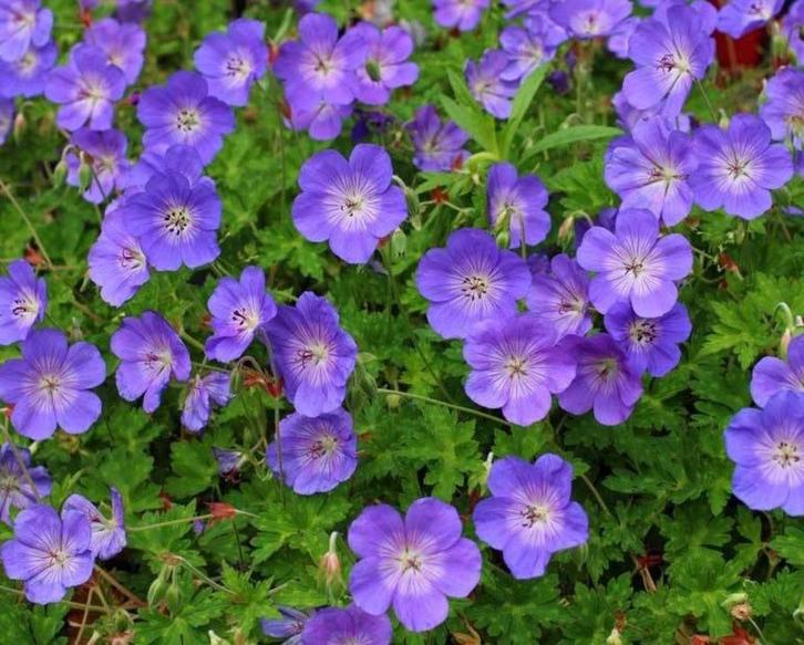Geranium Rozanne 2 literpot €5,95, Tuin en Terras, Planten | Tuinplanten, Overige soorten, Volle zon, Ophalen