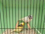 Koppel Glosters, Dieren en Toebehoren, Vogels | Kanaries, Meerdere dieren, Postuurkanarie
