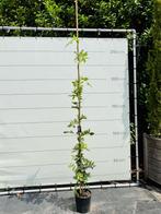 Blauwe Regen - Wisteria, 100 tot 250 cm, Zomer, Volle zon, In pot