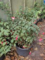 Diverse Fuchsia planten - Vaste plant voor tuin & balkon, Vaste plant, Halfschaduw, Zomer, Ophalen