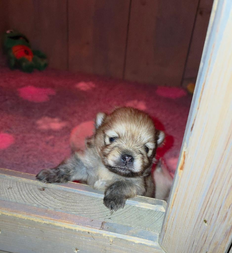 Pomeriaan (Pomeranian) puppy, Dieren en Toebehoren, Honden | Poolhonden, Keeshonden en Oertypen, Keeshond, Reu, 8 tot 15 weken