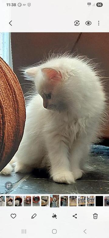 kittens moeder pers vader ragdol  beschikbaar voor biedingen