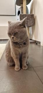 Britse Korthaar Blue poes.5 jaar, heel rustig, echte huiskat, Dieren en Toebehoren, Katten en Kittens | Raskatten | Korthaar, Poes