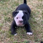 Old English Bulldog pups uit geteste ouders, Dieren en Toebehoren, Honden | Bulldogs, Pinschers en Molossers, CDV (hondenziekte)